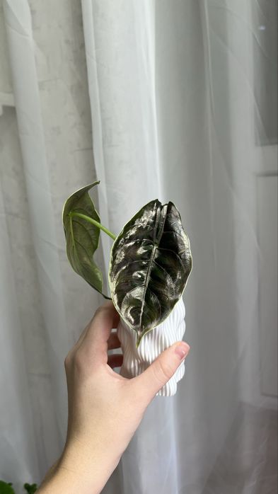 Алоказии разные сорта