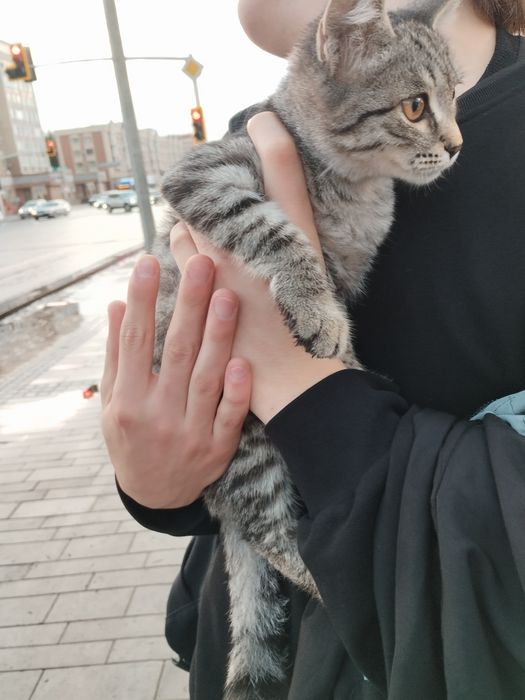 Отдам котёнка бесплатно