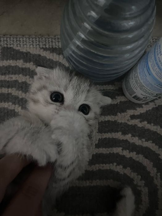 Милые котята девочки ищут себе любящий дом!