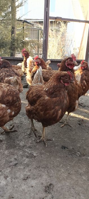 Куры Ломан Браун курица