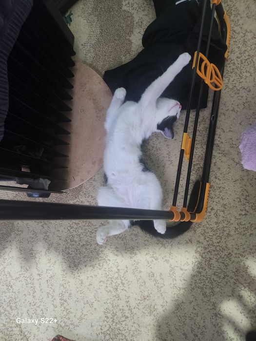 Хадяга мушук берамиз