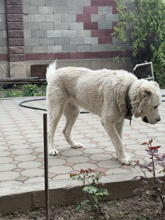 Отдам алабая в добрые руки