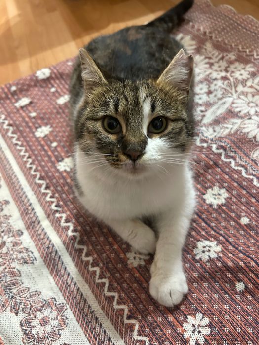 Кошка трехцветная приносит счастье