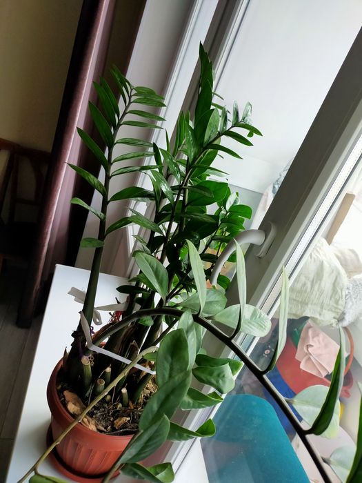 Долларовое дерево, Алоэ 7лет