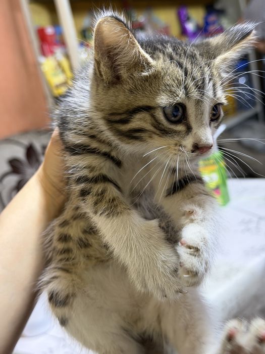 Отдам котят в добрые руки!