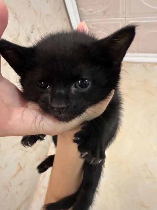 Отдам котят бесплатно