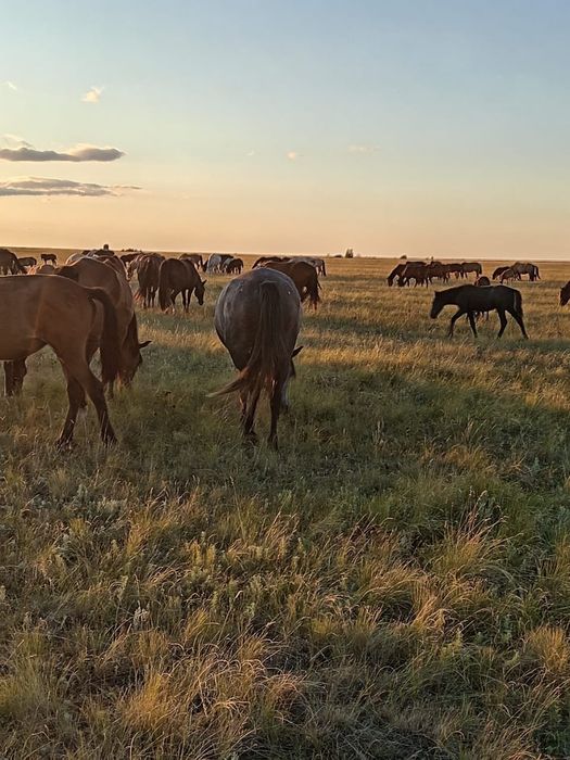 Бие жылқы сатылады