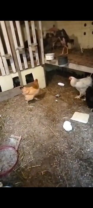 Продается куры брама