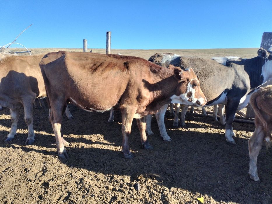 Эротикалық фотолар жіберілді