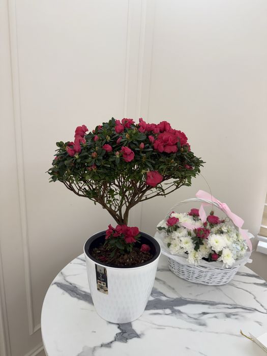 Азалия гул ұзаққа сақталатын