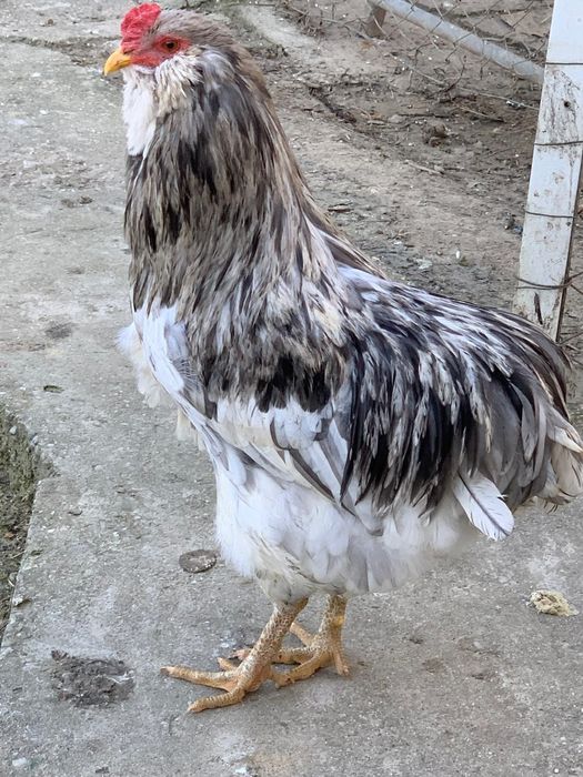Vand Cocosi Araucana