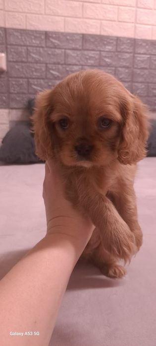 Кавалеры рубинового окраса