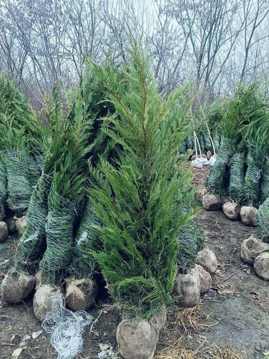 Cupressus leylandii 2.5m- 3m gard viu verde veșnic natural/ en-groos