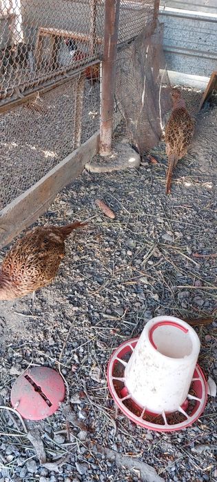 Продам фазанов  .