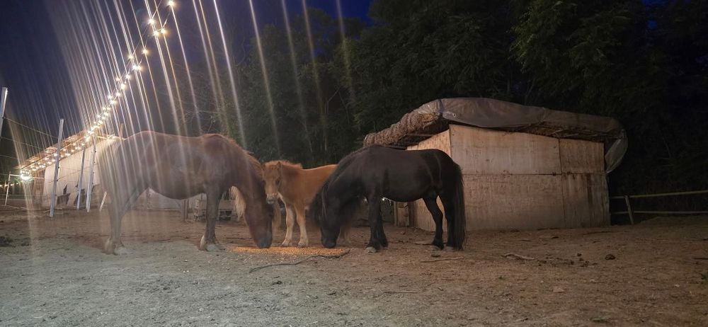 Мини пони мъжко .