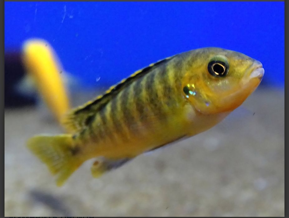 Продам цихлид лабидохромисов