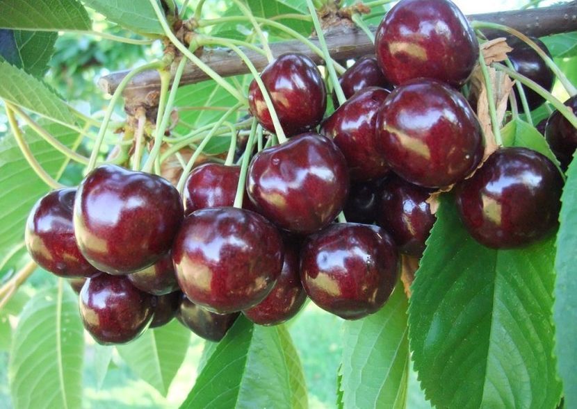 Cires Soiul (Staccato )