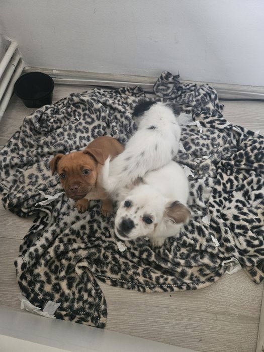 Ofer caței in spre adopție gratis!