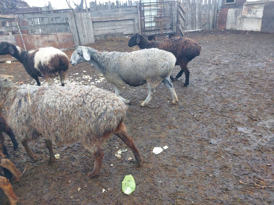 Продам овец гисары в костанае