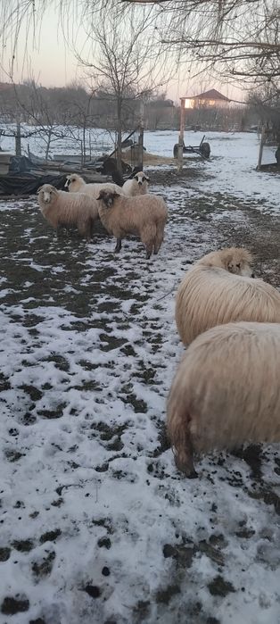 Vând 5 oi țurcane