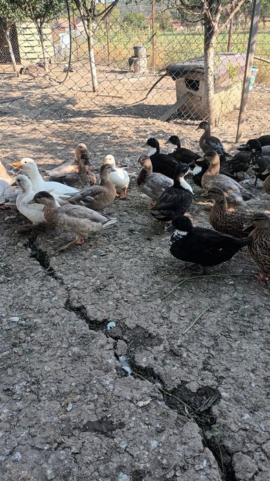 Rate pitica olandeza și gâște