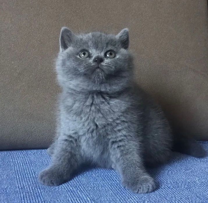 British shorthair blue