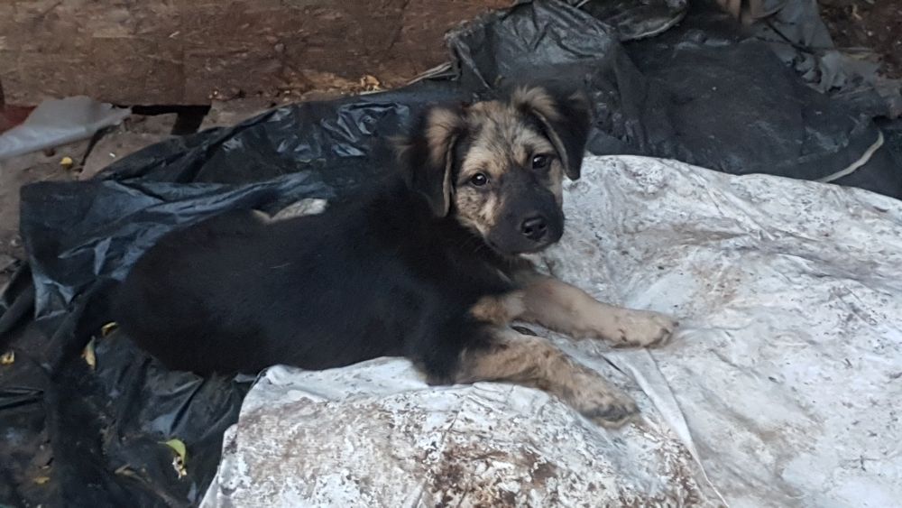Donez catelusi de 4 luni Ploiesti
