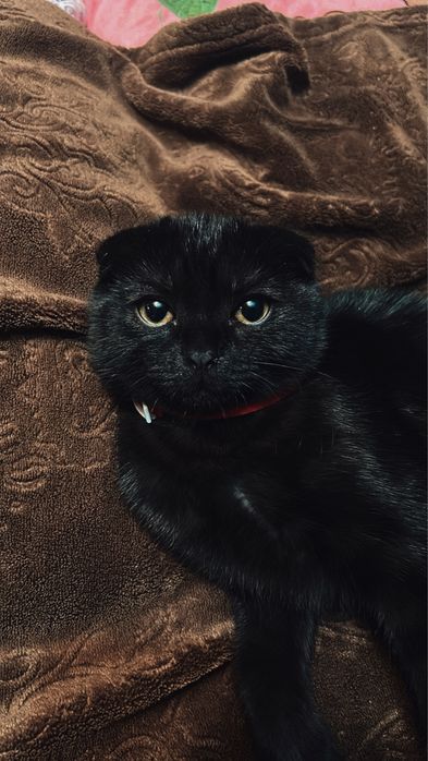 Отдам кота в хорошие руки