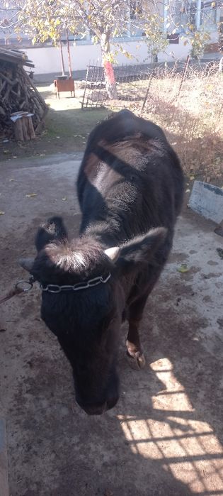 Yaxshi gunajin ishtaxasi daxshat