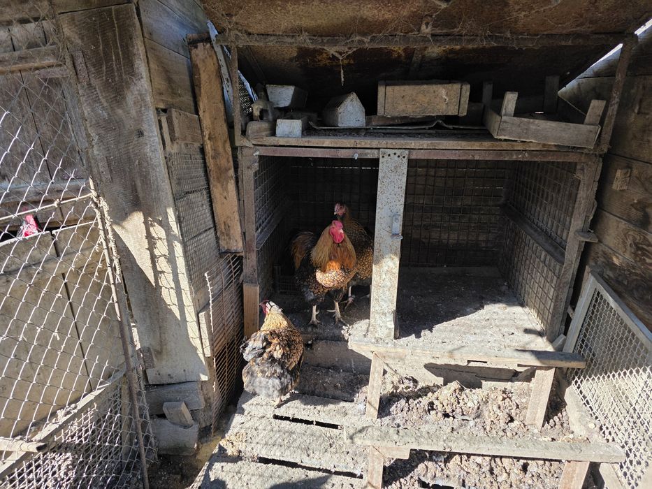 Găini wyandotte gsg