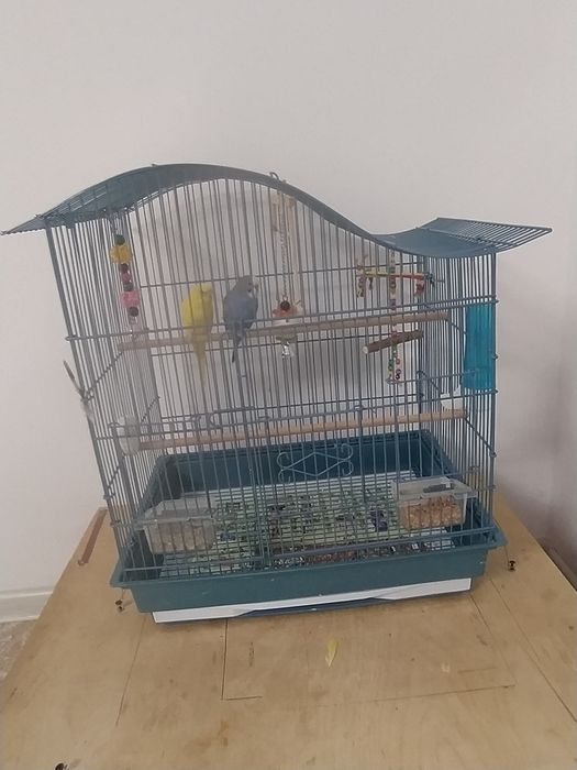 Продам попугаи мальчик и девочка