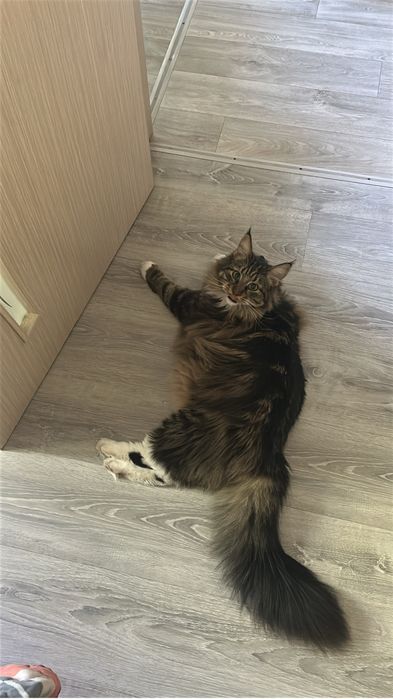 СРОЧНО продам кота мейн кун