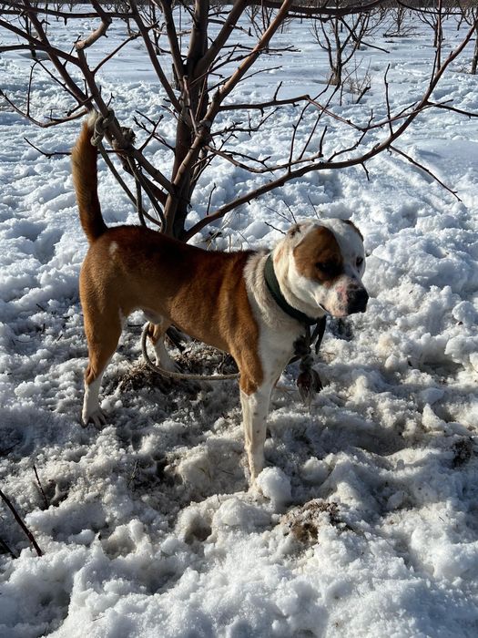 Питбул сатылады.