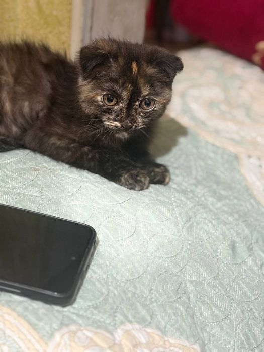 кошка британской. 500000сум