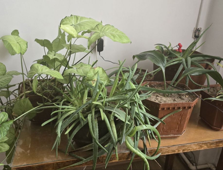 Продаю цветы в горшках (комнатные растения)