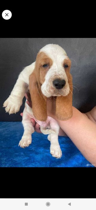 Бассет-хаунд щенки