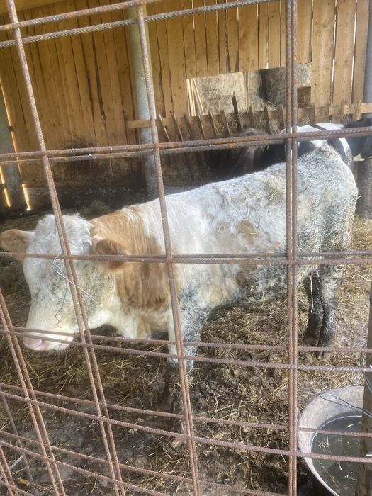 Vand sau schimb  viteil ințărcat