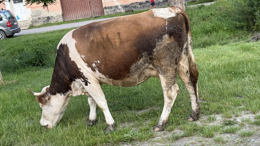 Vaca cu vitel.