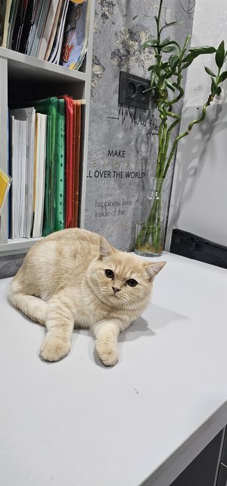 Срочно продам котёнка