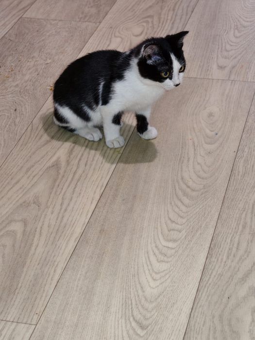 Котёнок мальчик 4-5 месяцев