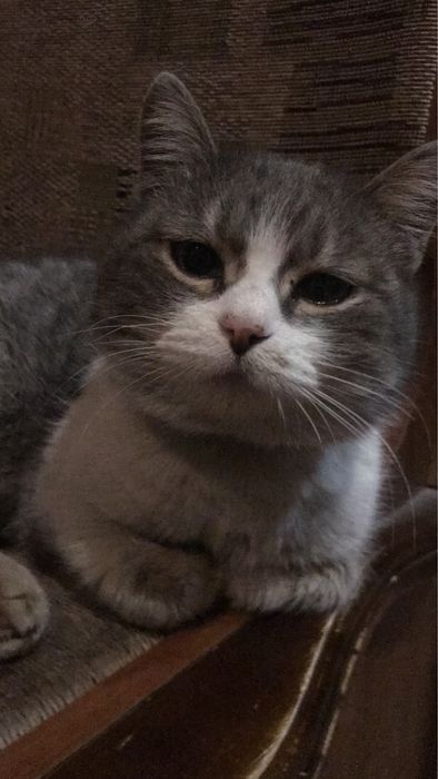 Котята - Крысолов