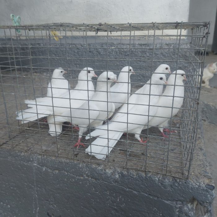 Бели бакинцы турмен микс
