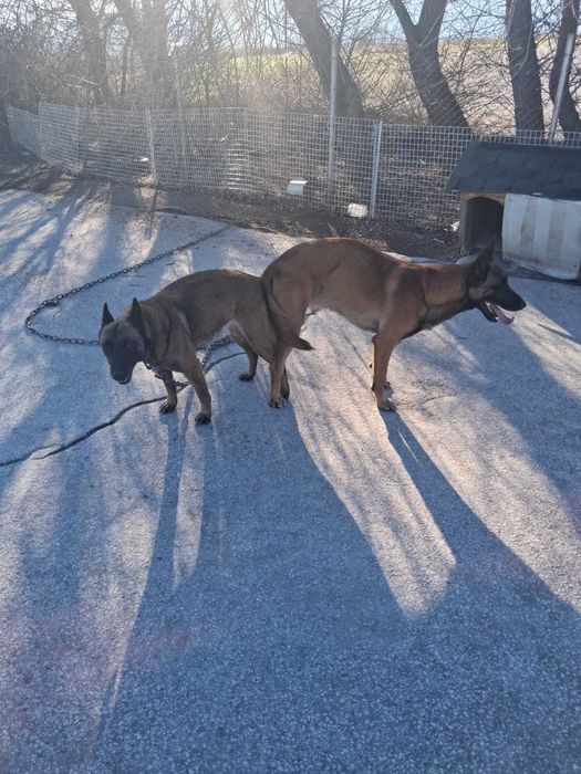 Белгийска овчарка (малиноа)