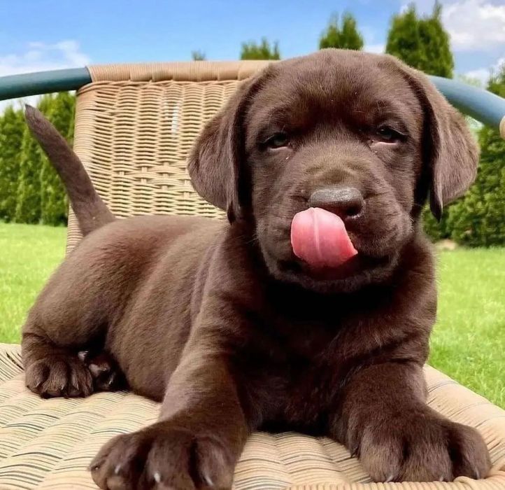 Малышата ЛабрадорА