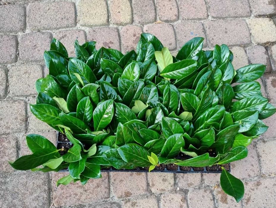 Prunus Laurocerasus Rotundifolia, Novita / Laur englezesc /