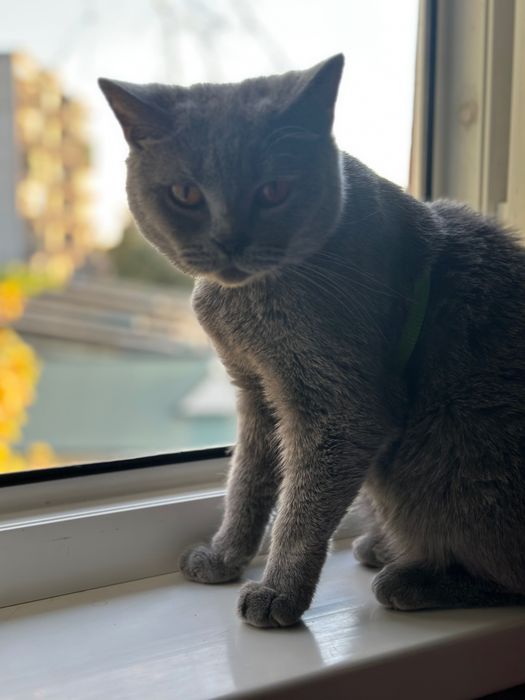 Котята в любящие ручки