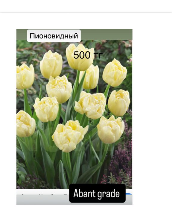 Тюльпаны оптом к 8 марта