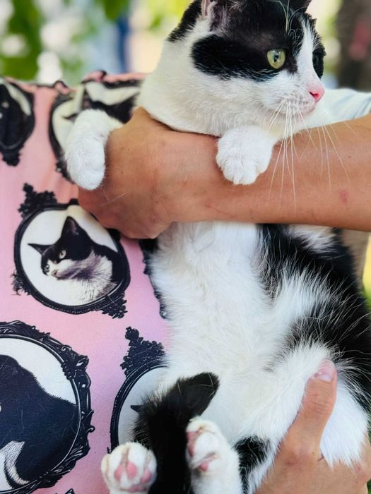 Коте Kари търси своя дом