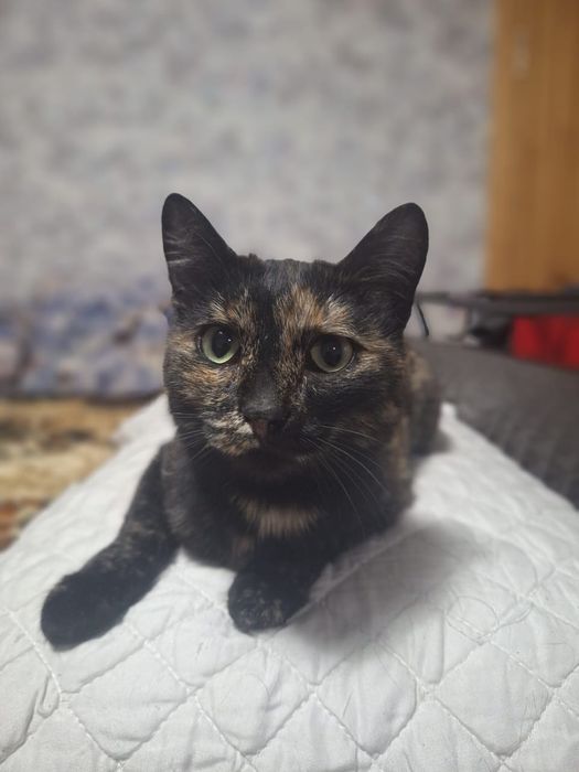 Отдам стерилизованную кошечку