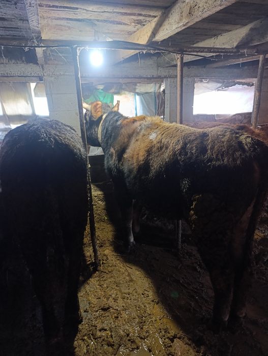 Продам бычки на откорме.